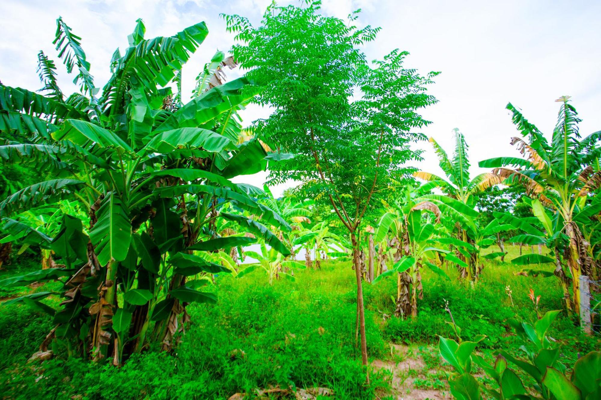 Phong Nha A Little Leaf Homestay Exterior photo