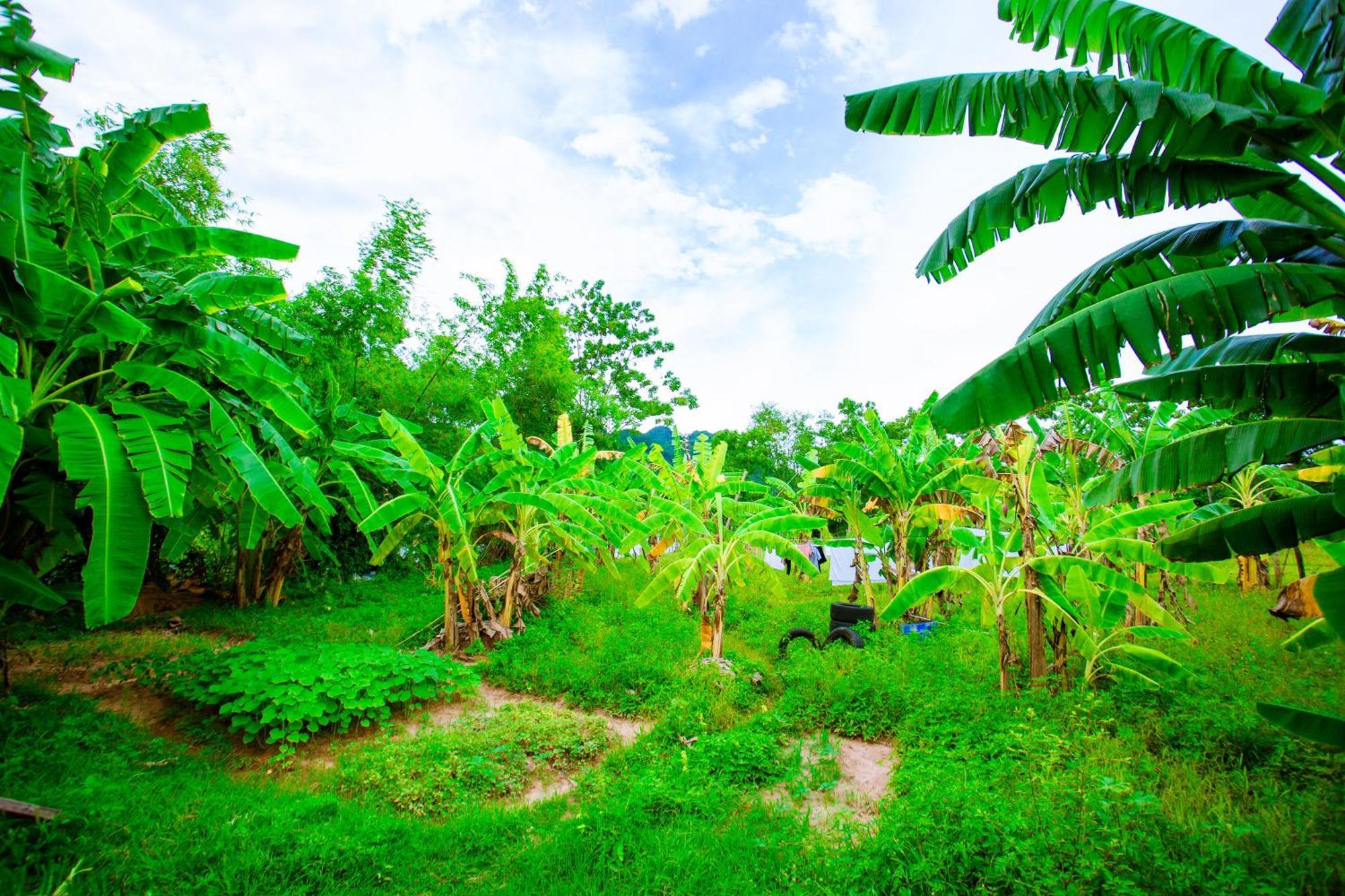 Phong Nha A Little Leaf Homestay Exterior photo